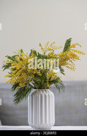 Zweige von Mimosa-Blüten mit leuchtenden Gelbtönen, elegant angeordnet in einer stilvollen weißen Keramikvase, schaffen eine fröhliche und frische Frühlingsstimmung Stockfoto