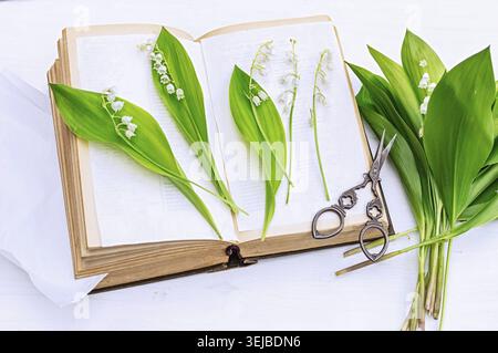 Frische Maiglöckchen und leuchtend grüne Blätter in einem offenen Kräuterbuch. Botanische Probenvorbereitung, die die Schönheit von widerspiegelt Stockfoto