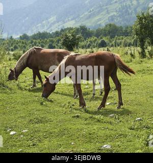 Friedliche braune Pferde, die auf einem üppigen grünen Feld mit Blick auf die Berge grasen Stockfoto