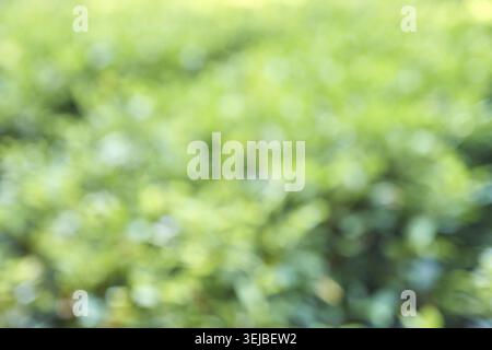 Unscharfer grüner Laubhintergrund mit weichem Fokus natürlichem abstraktem Bokeh-Effekt im Sonnenlicht Stockfoto