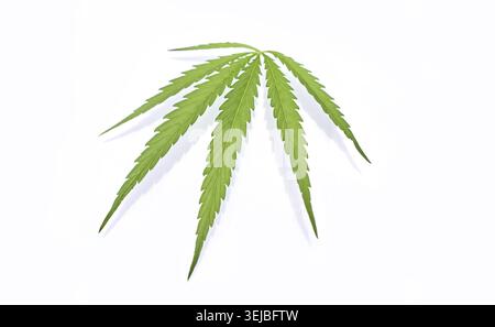 Detailliertes grünes Cannabisblatt auf weißem Hintergrund, das feine Texturen und gezackte Kanten hervorhebt Stockfoto