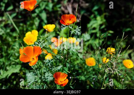 Nahaufnahme der hellgelben und orangefarbenen Kalifornischen Mohnblume (Eschscholzia californica) in grüner Wiese mit weichem Bokeh Hintergrund Stockfoto