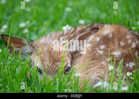Nahaufnahme des Weißschwanzhirsches (Odocoileus virginianus), der in grünem Gras und Klee ruht. Stockfoto