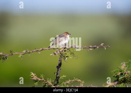 Die rasselnde Cisticola (Cisticola chiniana), die allgemeinste Cisticola des Trockenbuschlandes Ostafrikas Stockfoto