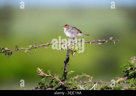 Die rasselnde Cisticola (Cisticola chiniana), die allgemeinste Cisticola des Trockenbuschlandes Ostafrikas Stockfoto