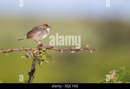 Die rasselnde Cisticola (Cisticola chiniana), die allgemeinste Cisticola des Trockenbuschlandes Ostafrikas Stockfoto