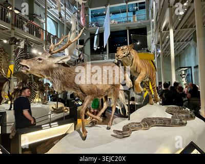 National Museum of Scotland in Edinburgh - Eine Tigerjagd ein Hirsch in der NMS Animal World Ausstellung Stockfoto