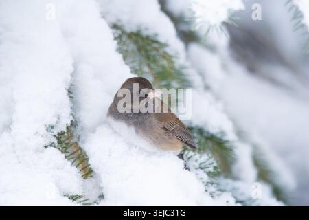 Niedlicher kleiner Vogel Dunkeläugige Junco thront auf dem schneeweißen Zweig der Fichte im Winterwald. Stockfoto