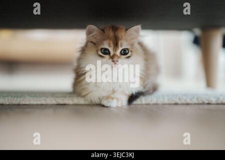 Eine goldene britische Langhaarkatze sitzt ruhig unter einer Couch. Stockfoto