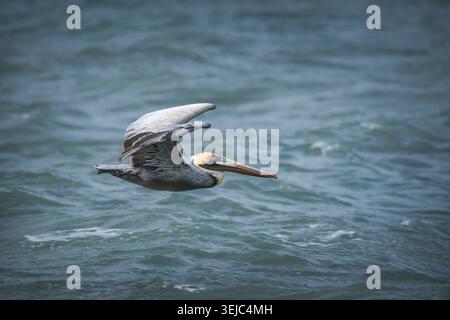 Nahaufnahme eines braunen Pelikans, der über dem Wasser fliegt Stockfoto