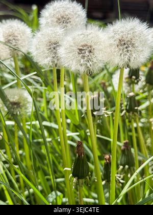 Löwenzahn-Samenköpfe wachsen in grünem Gras Stockfoto