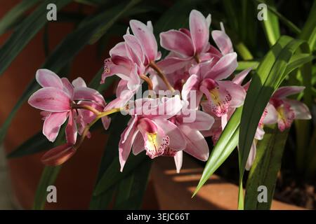 Pink Cymbidium Orchid oder Boat Orchid, Orchidaceae. Asien. Hybrid. Cymbidium, auch bekannt als Bootsorchiden, ist eine Gattung immergrüner blühender Pflanzen. Stockfoto