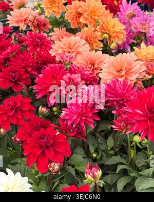 Farbenfrohe Dahlienblüten im Garten Stockfoto