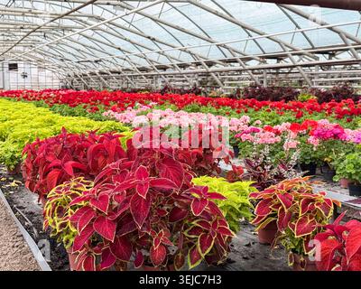 Reihen von bunten coleus- und Geranenpflanzen, die im Gewächshaus wachsen Stockfoto