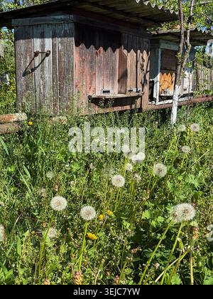 Rustikale Bienenstöcke im Bienenhaus mit Löwenzahn blühend Stockfoto