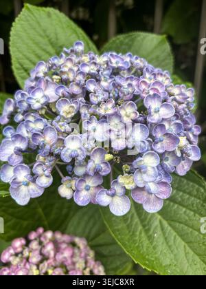 Lila Hortensie Blüte bedeckt mit Regentropfen, die an einem regnerischen Tag neben einer Wohnmauer in Kamakura, Japan, blühen. Stockfoto