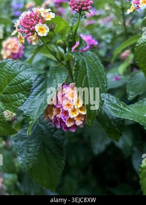 Nahaufnahme von kleinen lantana-Blüten und nassgrünen Blättern nach Regenfällen in Kamakura, Japan, mit frischen natürlichen Texturen in einer Gartenumgebung. Stockfoto