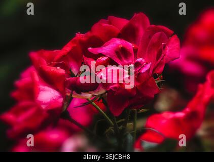 Leuchtende rote Rosen nach dem Regen am Nachmittag Stockfoto