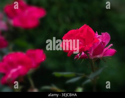 Leuchtende rote Rosen nach dem Regen am Nachmittag Stockfoto