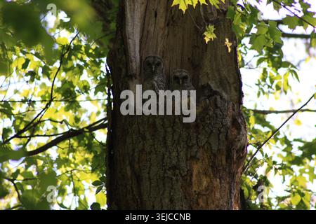Zwei Eulenkuulen (Strix varia) blicken aus einer Eichenhohlung, die teilweise von Sommerlaub verdeckt ist. Natürlicher Waldlebensraum. Stockfoto