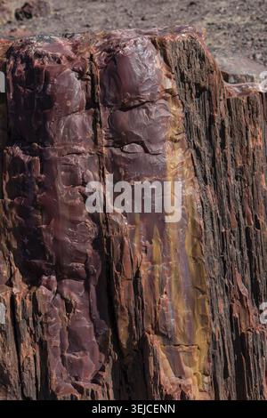 Nahaufnahme eines versteinerten Holzstamms mit dunkelrotem und gelbem kristallisiertem Quarz neben rauer Rindenstruktur, Petrified Forest National Park, Arizona, USA Stockfoto