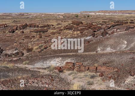 Fragmentierte versteinerte Holzstämme liegen verstreut über erodierte Badlands entlang des Long Logs Trail, Petrified Forest National Park, Arizona, USA Stockfoto