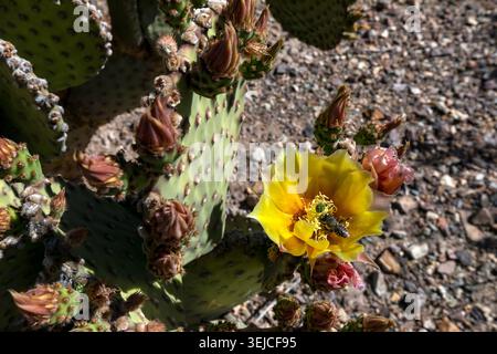 Biene bestäubt Blindes Kaktus (Opuntia rufida) Gelbe Blüte und Knospen im Big-Bend-Nationalpark, Chihuahua-Wüste, West-Texas, USA Stockfoto