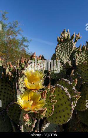 Blinder Kaktusfeigenkaktus (Opuntia rufida) Gelbe Blüten und Knospen vor blauem Himmel im Big-Bend-Nationalpark, Chihuahuan-Wüste, Westtexas, USA Stockfoto