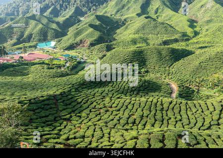 Atemberaubender Blick aus der Vogelperspektive auf die Cameron Valley Tea Plantation Rolling Green Hills mit gewundenen Pfad und Dorf, Cameron Highlands, Malaysia Stockfoto