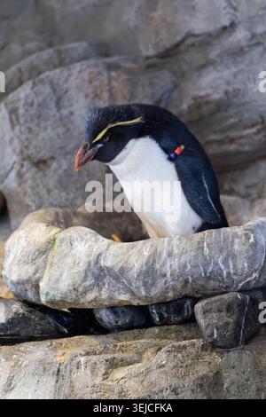 Ein Macaroni-Pinguin (Eudyptes chrysolophuss) im Osaka Aquarium Kaiyukan, Tempozan Harbor Village, Bay District von Osaka, Japan Stockfoto