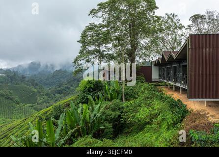 Tea Plantation Café and Viewing Deck auf nebligen tropischen Hügeln mit Blick auf terrassierte Teefelder, Cameron Highlands, Malaysia Stockfoto