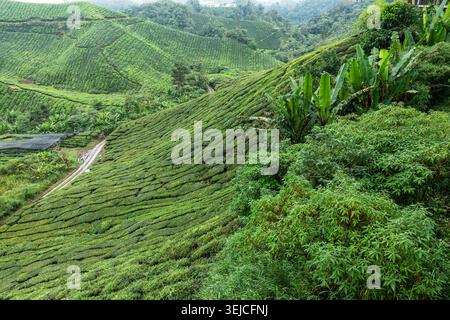 Steile Tea Plantation Hillside mit gewundenen Valley Road, Bananenpflanzen und Tropical Forest, Cameron Highlands, Malaysia Stockfoto