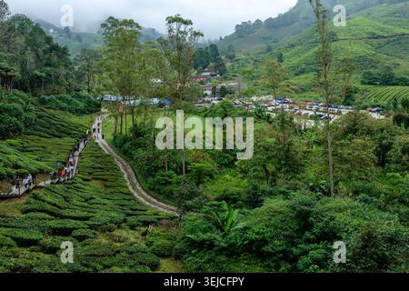 Blick aus der Vogelperspektive auf das BOH Tea Plantation Valley mit gewundenem Pfad, Touristen, Parkplatz und Misty Mountains, Cameron Highlands, Malaysia Stockfoto