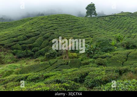 Üppige nebelige Teeplantage mit Palmen, Bananenpflanzen und Solitary Tree in Low Cloud, Cameron Highlands, Malaysia Stockfoto