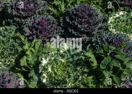 Bunte, grün-weiß-lila dekorative Kohlpflanzen mit farbenfrohen gerüschten Blättern, die dicht beieinander in einem sonnigen Gartenbeet in Texas, USA, wachsen Stockfoto