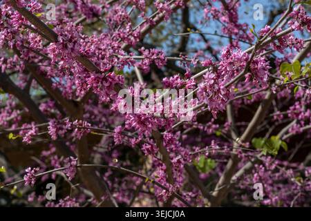 Eastern Redbud Tree Zweige bedeckt mit Pink Purple Blossoms im Frühling in Texas Stockfoto