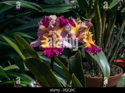 Cattleya-Orchideen mit gerüschten rosa, gelben und magentafarbenen Blütenblättern blühen in Terrakottatöpfen zwischen grünen Blättern in einem botanischen Gartengewächshaus Stockfoto