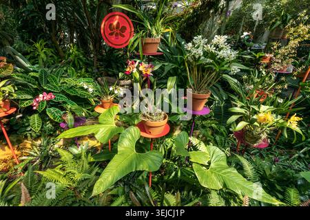 Farbenfrohe Orchideenpräsentation mit Terrakotta-Töpfen im Tropical Garden, San Antonio Botanical Garden Texas Stockfoto