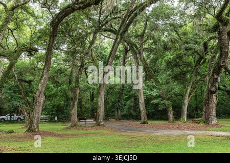 Lebende Eichen, die mit Spanischem Moos behangen sind, beschatten einen Picknickplatz mit Bänken in der Nähe der Old Sheldon Church Ruins, Beaufort County, South Carolina, USA Stockfoto