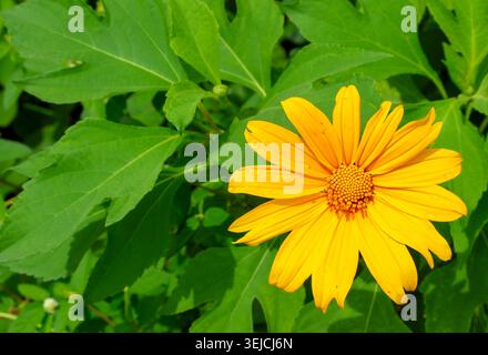Gelbe Concept Blume Stockfoto