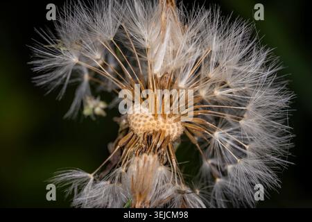 Makronaht eines aussaatenden Löwenzahn-Blumenkopfes mit weißem Pappus-Flaum und freigelegten braunen Samen vor dunklem Hintergrund Stockfoto