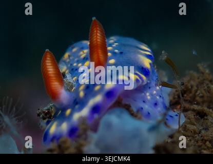 Doris infucata Stockfoto