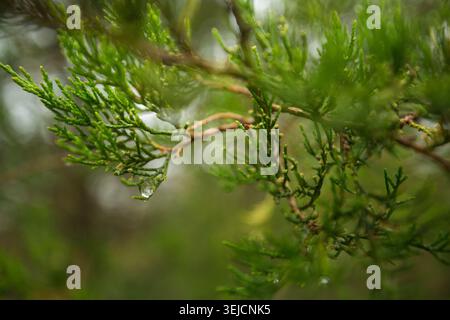 Nahaufnahme des grünen Thuja-Zweigs mit Wassertropfen auf verschwommenem Hintergrund Stockfoto