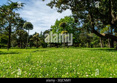 Niedriger Blick auf den üppigen grünen Park mit weißen Kleeblüumen und Topiary Bäumen am sonnigen Tag Stockfoto
