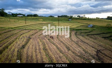 Luftaufnahme der Pferdeweide auf geerntetem Reisterrassenfeld in der Abenddämmerung Stockfoto