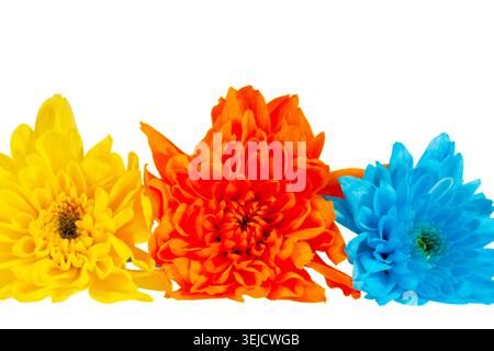 Drei bunte Herbst Chrysanthemen Blumen, blau, gelb, orange, isoliert auf weißem Hintergrund, Nahaufnahme Stockfoto