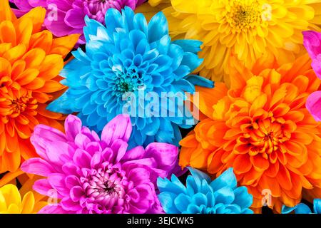 Hintergrund der bunten Chrysanthemen Blumen, Blau, Rosa, Gelb, Orange, Nahaufnahme Stockfoto