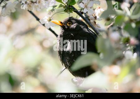 Blackbird auf einem Zweig blühender Kirschbäume, Nahaufnahme Stockfoto