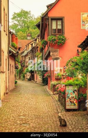Kaysersberg-Vignoble, Frankreich - 13.08.2023: Charmante Gasse mit lebendigen Blumenkästen, historischer Architektur und einer Katze auf Steinpflaster Stockfoto