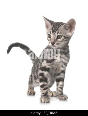 Bengal Katze vor weißem Hintergrund Stockfoto